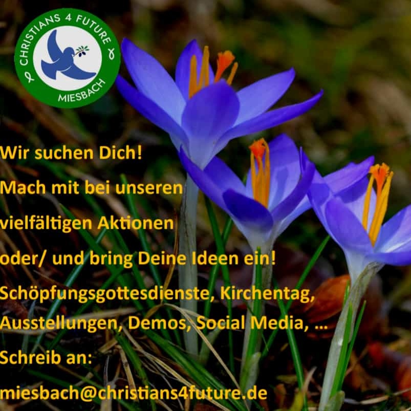 Blühende tiefblaue Krokusse. Text: "Wir suchen Dich! Mach mit bei unseren vielfältigen Aktionen oder/und bring Deine Ideen ein! Schöpfungsgottesdienste, Kirchentag, Ausstellungen, Demos, Social Media, … Schreib an: Miesbach@archiv.christians4future.de." Oben links das Logo der Christians for Future Miesbach.
